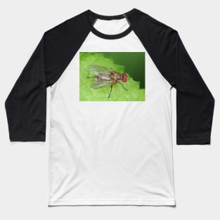 Muscidae fly - insect macro Baseball T-Shirt